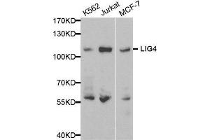 Western blot analysis of extracts of various cell lines, using LIG4 antibody. (LIG4 抗体  (AA 612-911))