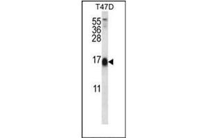 Western blot analysis of SKA2 Antibody (N-term) in T47D cell line lysates (35ug/lane). (FAM33A 抗体  (N-Term))