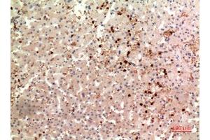 Immunohistochemistry (IHC) image for anti-Thrombopoietin (THPO) (Internal Region) antibody (ABIN6283933)