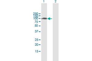 Western Blot analysis of SATB1 expression in transfected 293T cell line by SATB1 MaxPab polyclonal antibody. (SATB1 抗体  (AA 1-763))