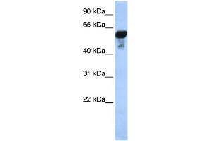 WB Suggested Anti-ALDH1B1  Antibody Titration: 0. (ALDH1B1 抗体  (Middle Region))