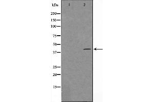 Western blot analysis on HuvEc cell lysate using Maf Antibody,The lane on the left is treated with the antigen-specific peptide. (MAF 抗体  (C-Term))