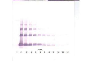 Image no. 4 for anti-Interleukin 33 (IL33) antibody (ABIN465633) (IL-33 抗体)