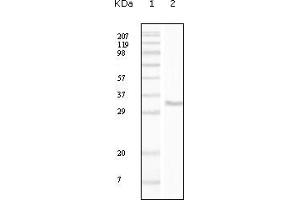 Western blot analysis using CD34 mouse mAb against truncated CD34 recombinant protein. (CD34 抗体)