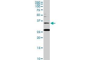 BARHL1 monoclonal antibody (M01), clone 2B11. (BARHL1 抗体  (AA 55-154))