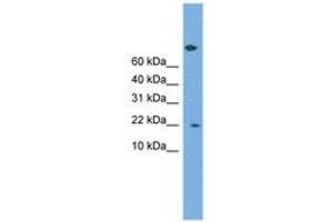 Image no. 1 for anti-Prostaglandin E Synthase 3 (Cytosolic) (PTGES3) (AA 35-84) antibody (ABIN6745249)
