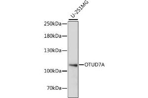 Western blot analysis of extracts of U-251MG cells, using OTUD7A antibody (ABIN6290235) at 1:1000 dilution. (OTUD7A 抗体)