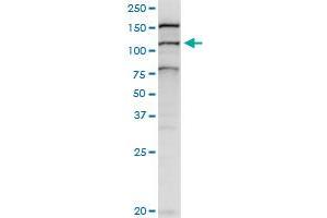 BAT3 MaxPab rabbit polyclonal antibody. (BAT3 抗体  (AA 1-1126))