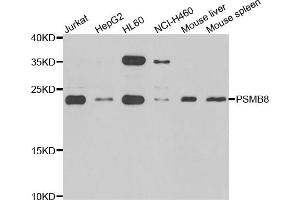Western blot analysis of extracts of various cell lines, using PSMB8 antibody (ABIN5975113) at 1/1000 dilution. (PSMB8 抗体)