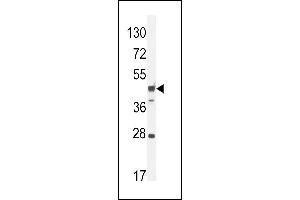 RILPL1 Antibody (C-term) (ABIN654255 and ABIN2844075) western blot analysis in mouse heart tissue lysates (35 μg/lane). (RILPL1 抗体  (C-Term))