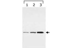 Western blot analysis of YWHAG in HeLa cell lysate (Lane1), and bengamide treated lysates (Lane 2 and 4, for 8h and 24h, respectively) with YWHAG monoclonal antibody, clone HS23 . (14-3-3 gamma 抗体)