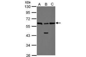 Image no. 2 for anti-RAD23 Homolog B (RAD23B) (AA 164-409) antibody (ABIN1500578) (RAD23B 抗体  (AA 164-409))