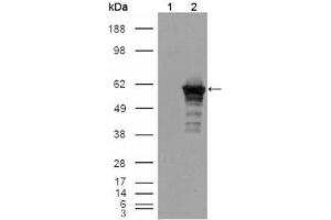 Western blot analysis using Desmin mouse mAb against HEK293T cells transfected with the pCMV6-ENTRY control (1) and pCMV6-ENTRY Desmin cDNA (2). (Desmin 抗体)