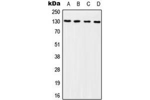 Western blot analysis of p130 Cas (pY249) expression in HEK293T EGF-treated (A), NIH3T3 EGF-treated (B), Raw264. (BCAR1 抗体  (pTyr249))
