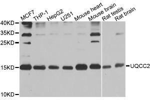 Western blot analysis of extracts of various cell lines, using UQCC2 antibody. (MNF1 抗体)