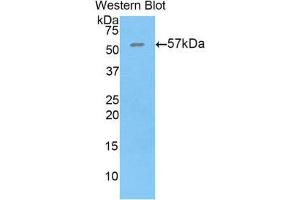 Western Blotting (WB) image for anti-Thrombospondin 4 (THBS4) (AA 662-923) antibody (ABIN1860747) (THBS4 抗体  (AA 662-923))