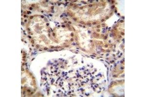 RNF43 antibody immunohistochemistry analysis in formalin fixed and paraffin embedded human kidney tissue. (RNF43 抗体  (AA 543-572))