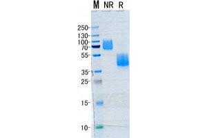Validation with Western Blot (M-CSF/CSF1 Protein (Transcript Variant 3))