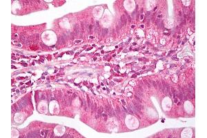 Anti-MEIS1 antibody IHC of human small intestine. (MEIS1 抗体  (AA 280-330))