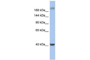 WB Suggested Anti-HCFC1 Antibody Titration:  0. (HCFC1 抗体  (Middle Region))