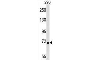 DMWD Antibody (C-term) (ABIN1537432 and ABIN2850216) western blot analysis in 293 cell line lysates (35 μg/lane). (DMWD 抗体  (C-Term))