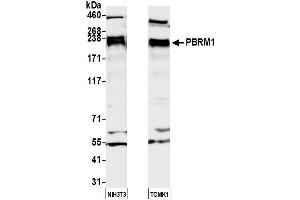 Western Blotting (WB) image for anti-Polybromo 1 (PBRM1) (AA 1639-1689) antibody (ABIN7453903)