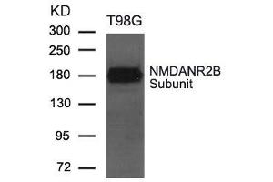 Western blot analysis of extract from T98G cells using NMDANR2B Subunit Antibody (GRIN2B 抗体  (AA 1250-1254))