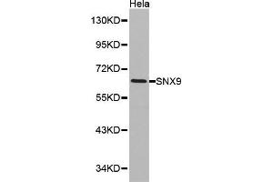 Western blot analysis of Hela cell lysate using SNX9 antibody. (SNX9 抗体  (AA 1-210))