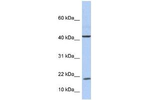 WB Suggested Anti-IL9 Antibody Titration: 0. (IL-9 抗体  (Middle Region))