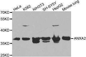 Western blot analysis of extracts of various cell lines, using ANXA2 antibody. (Annexin A2 抗体)