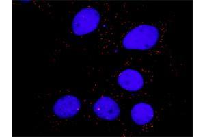 Proximity Ligation Assay (PLA) image for anti-V-Crk Sarcoma Virus CT10 Oncogene Homolog (Avian)-Like (CRKL) (AA 204-303) antibody (ABIN514606)