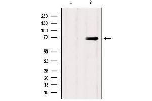 Western blot analysis of extracts from Mouse brain, using Eps8L3 Antibody. (EPS8-Like 3 抗体)