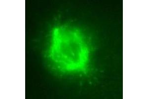 KT36 immunofluorescent staining for cell mitosis. (MAPRE3 抗体)