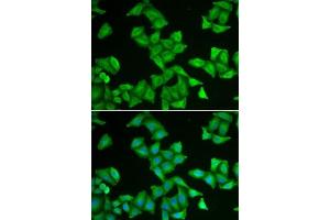 Immunofluorescence analysis of U2OS cells using COX5A antibody (ABIN6130953, ABIN6138912, ABIN6138913 and ABIN6222082). (COX5A 抗体  (AA 1-150))