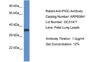 Western Blotting (WB) image for anti-Phosphatidylinositol Glycan C (PIGC) (C-Term) antibody (ABIN786290) (PIGC 抗体  (C-Term))