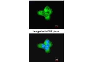ICC/IF Image Immunofluorescence analysis of paraformaldehyde-fixed A431, using Tubulin alpha-1B, antibody at 1:200 dilution. (alpha Tubulin 抗体)