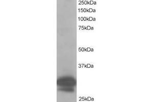 ABIN184616 staining (1µg/ml) of Hela lysate (RIPA buffer, 35µg total protein per lane). (CAPZB 抗体  (C-Term))