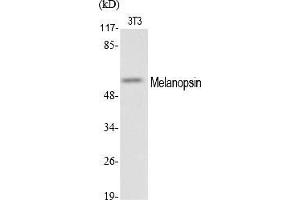 Western Blot analysis of various cells using Melanopsin Polyclonal Antibody. (OPN4 抗体  (AA 400-480))