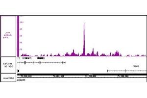 JunD antibody (pAb) tested by ChIP-Seq Chromatin immunoprecipitation (ChIP) was performed using the ChIP-IT High Sensitivity Kit with 30 μg of chromatin from human endometrial stromal cell chromatin and 4 μg of JunD antibody. (JunD 抗体  (N-Term))