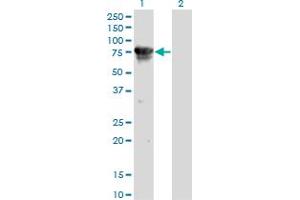 Western Blot analysis of CAMKK2 expression in transfected 293T cell line by CAMKK2 monoclonal antibody (M01), clone 1A11. (CAMKK2 抗体  (AA 1-130))