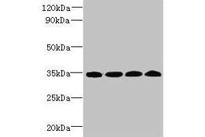 Western blot All lanes: WDR61 antibody at 1. (WDR61 抗体  (AA 2-305))