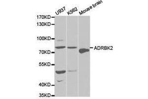 Western Blotting (WB) image for anti-Adrenergic, Beta, Receptor Kinase 2 (ADRBK2) antibody (ABIN1870849) (ADRBK2 抗体)