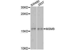 Western blot analysis of extracts of various cell lines, using MSMB antibody (ABIN6003799) at 1/1000 dilution. (MSMB 抗体)