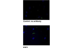 Immunofluorescent staining of human fibroblasts with EDF1 polyclonal antibody  under 5 ug/mL working concentration. (EDF1 抗体  (AA 1-50))