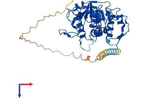 ST8SIA2 Protein (AA 1-375) (His tag)