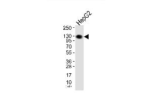 Western blot analysis of extracts from HepG2 cells, using EPHA2/3/4 (Ab-588/596) Antibody. (EPHA2/3/4 抗体)