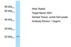 Image no. 1 for anti-Acireductone Dioxygenase 1 (ADI1) (N-Term) antibody (ABIN6750008) (ADI1 抗体  (N-Term))