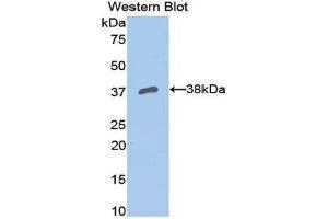Western Blotting (WB) image for anti-Apolipoprotein H (Beta-2-Glycoprotein I) (APOH) (AA 21-345) antibody (ABIN1077827)