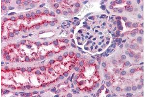 Mouse kidney: Formalin-Fixed, Paraffin-Embedded (FFPE) (LAMP1 抗体  (FITC))
