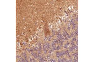 Immunohistochemical staining (Formalin-fixed paraffin-embedded sections) of human cerebellum with FABP7 monoclonal antibody, clone CL0236  shows positivity in the molecular cell layer and Purkinje cells. (FABP7 抗体)